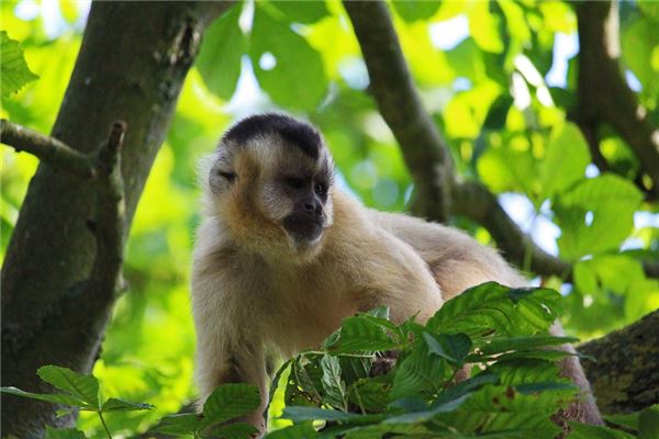 名字評(píng)閱:吳英逸
