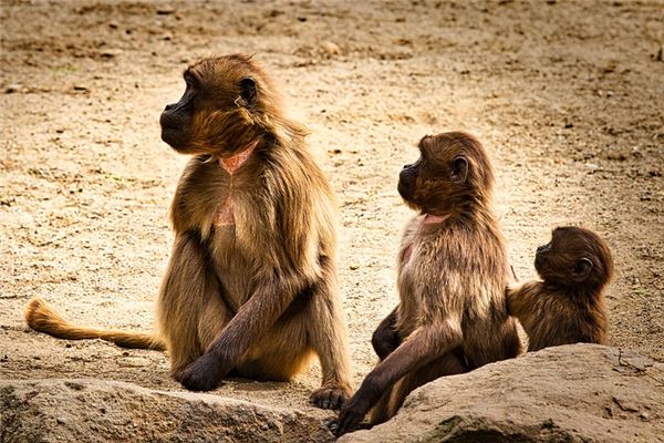 谷姐網(wǎng)的姓名打分結(jié)果_谷姐網(wǎng)的姓名五行分析