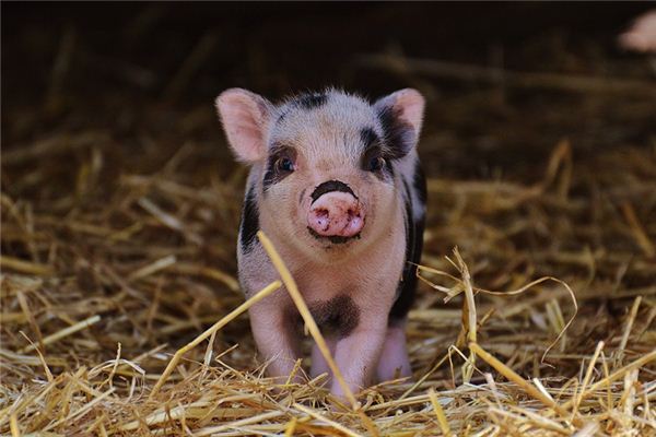 楊仲華的姓名打分結果_楊仲華五行分析