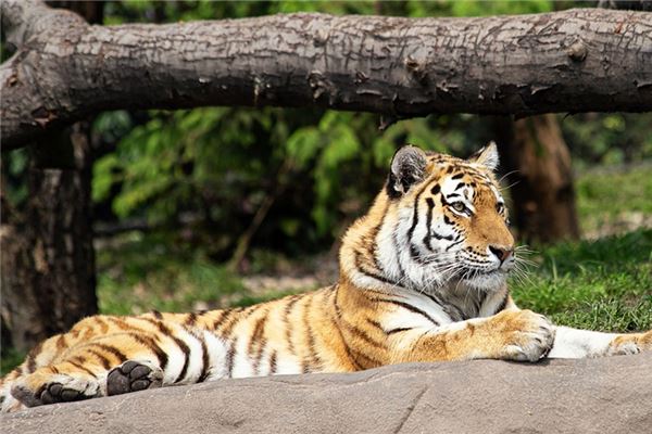 林若愚的姓名打分結果_林若愚五行分析