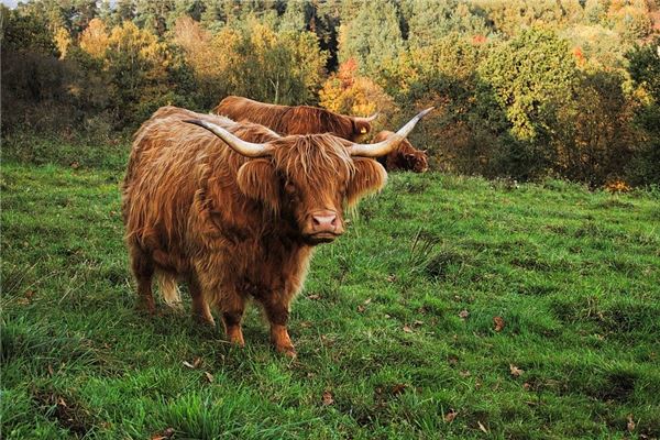 免費(fèi)起名打分:吳睿廣